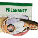 pregnancy - info wheel